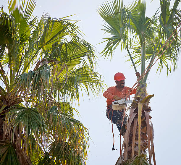 Best Tree Clearing Services  in Kenly, NC